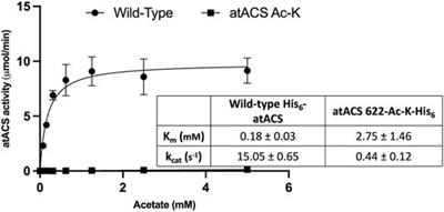 Modulation of plant acetyl-CoA synthetase activity by post-translational lysine acetylation